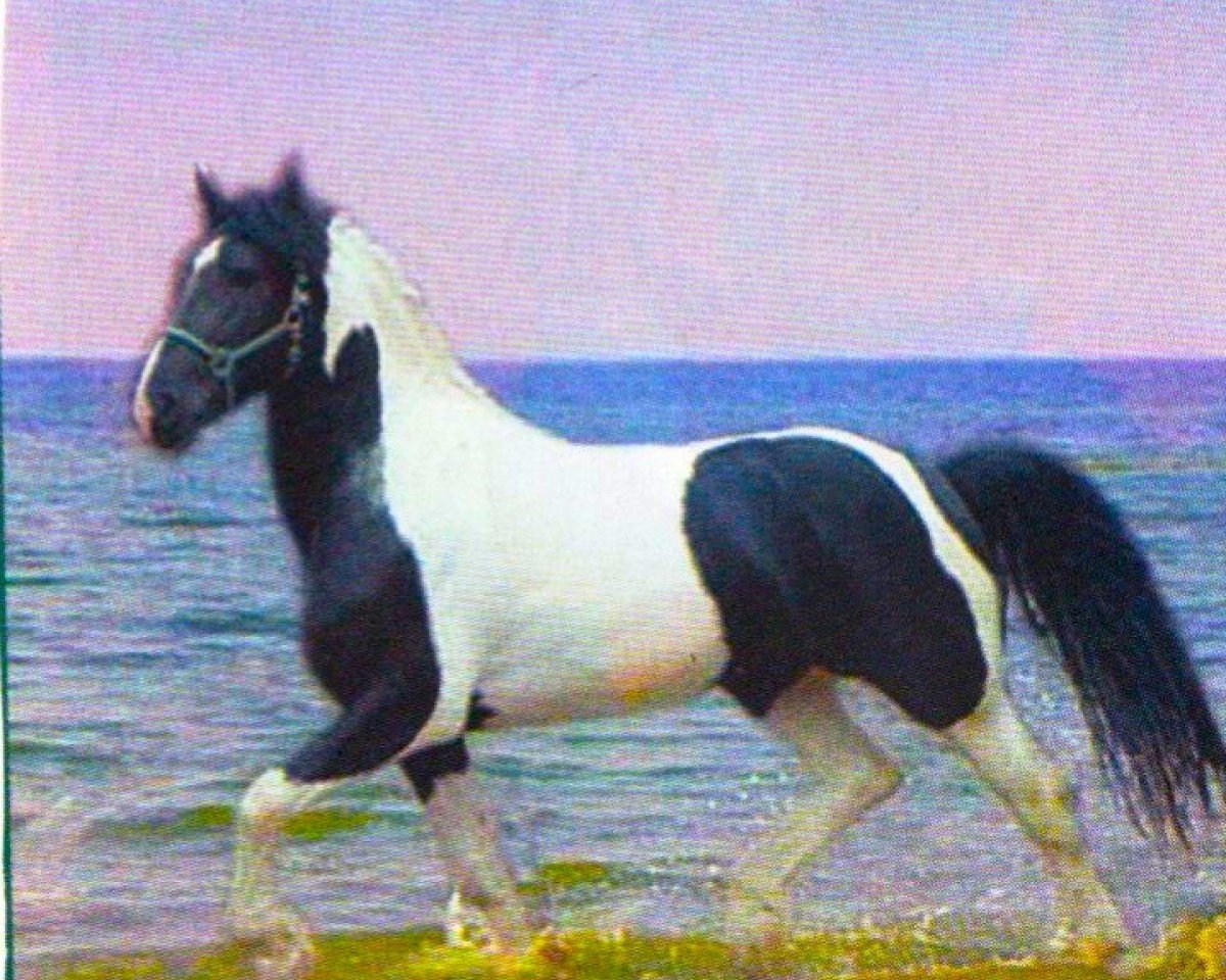 stallion Alcatraz de Finca Barroco (Pinto, 2004, from Niko II)