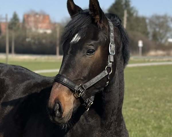 horse Elano (Westphalian, 2024, from Escanto PS OLD)
