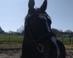 Pferd Airway M (Oldenburger Springpferd, 2020, von Air King)