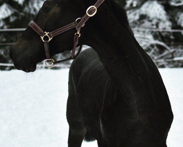 broodmare Nyah Chérie (Holsteiner, 2020, from Diego de Semilly)