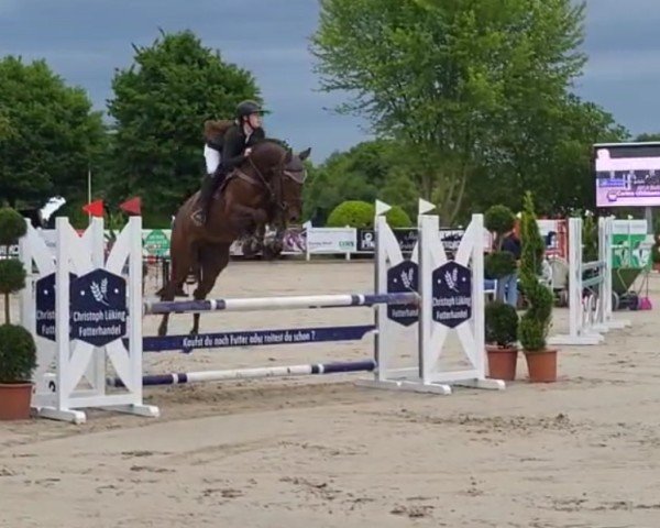 Springpferd Bacardi Choc (Westfale, 2019, von Blue Hors Baron)
