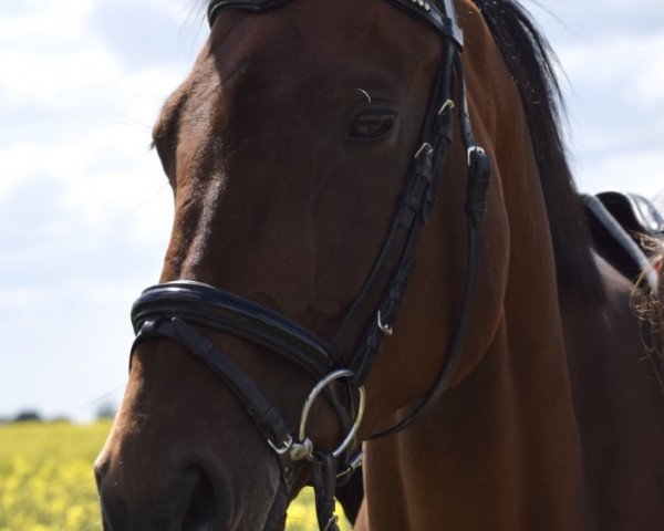 Springpferd La Fayette (Mecklenburger, 2008, von Lassito)