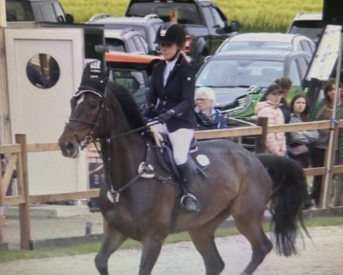 jumper Duncan Z (Zangersheide riding horse, 2017, from Dominator 2000 Z)