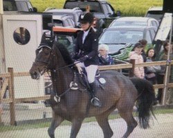 Springpferd Duncan Z (Zangersheide Reitpferd, 2017, von Dominator 2000 Z)