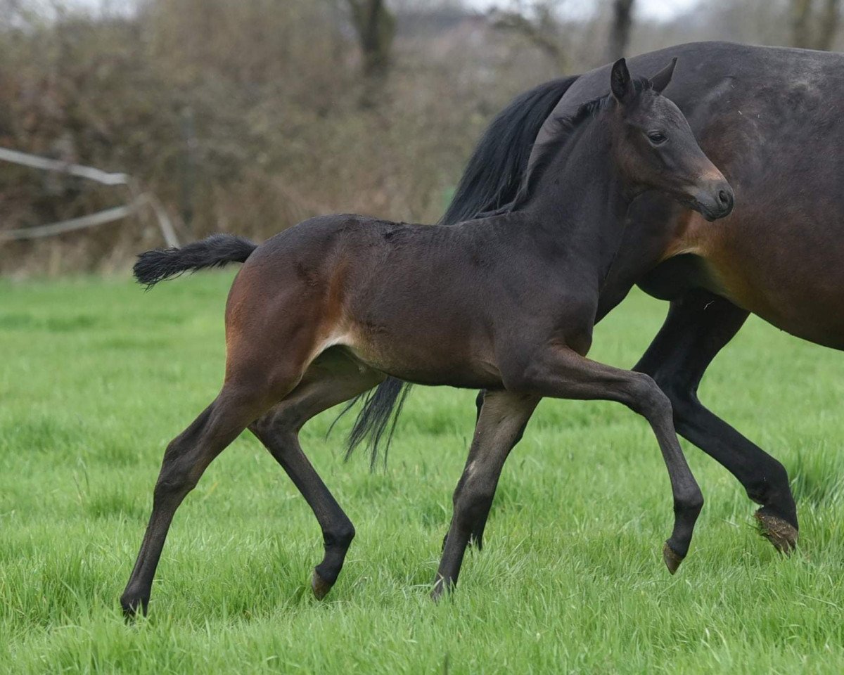 horse Santa Scura (Trakehner, 2021, from Freiherr von Stein)