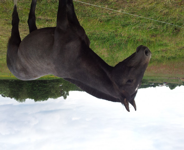 Pferd Cesel (Mecklenburger, 2011, von Ce Matin)