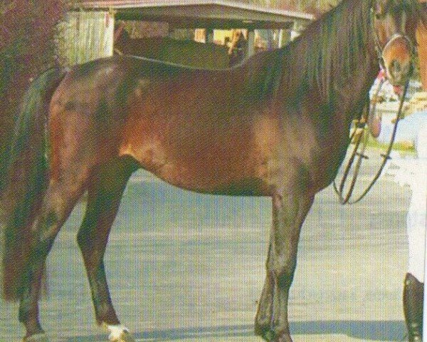 horse Bashir (Shagya Arabian, 1995, from Bazar ShA)
