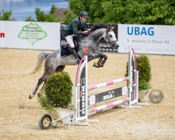 jumper Calinih CH (Swiss Warmblood, 2020, from Comme il Faut)