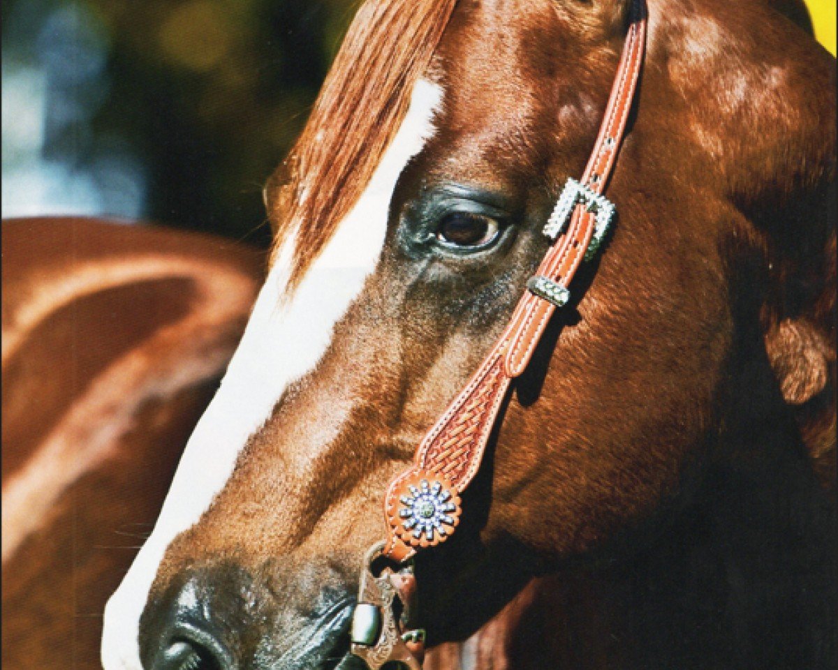 stallion Bevs Sujo (Quarter Horse, 1995, from Smart Sujo)