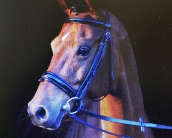 Zuchtstute Girlpower 4 (Nederlands Rijpaarden en Pony, 2010, von First Stayerhof's Ramzi H)