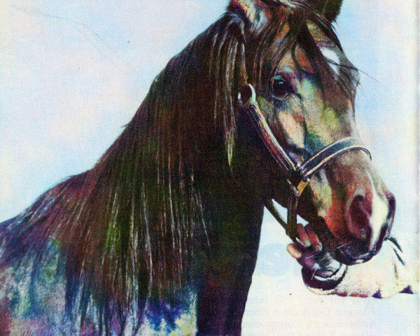 Deckhengst Blue Hassan EAO (Vollblutaraber, 1973, von Hamdan 1936 RAS)