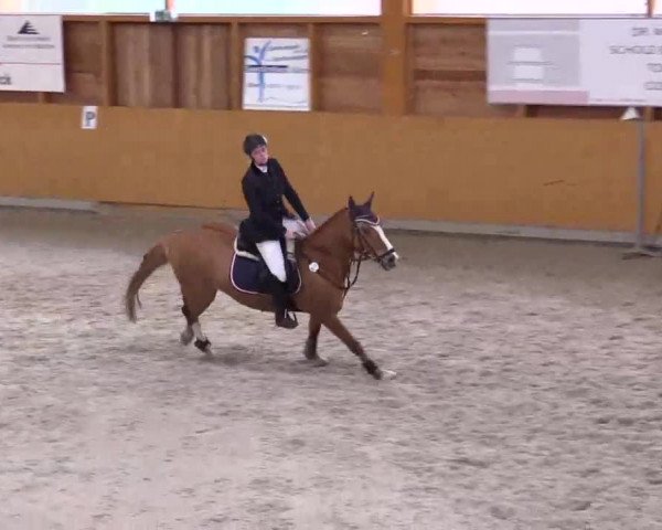 Hallenspringturnier Xanten - Reitanlage Miß 2014