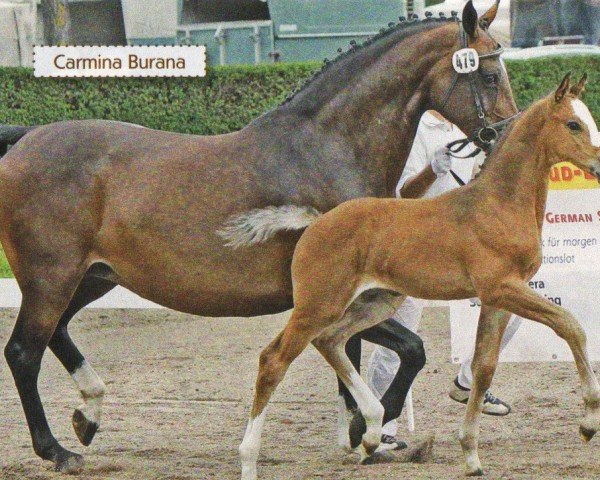 broodmare Camina Burana (Hessian Warmblood, 1996, from Chasseur II)