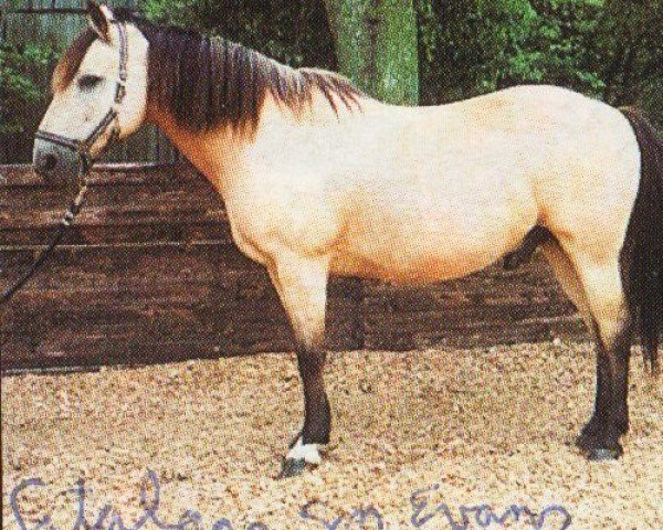Pferd Catalena Son Evans (Quarter Horse, 1995, von Catalena Boy)