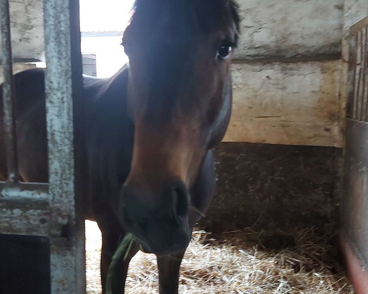 Pferd Ctibor THC (Deutsches Sportpferd, 2016, von Cornetto du Domaine)