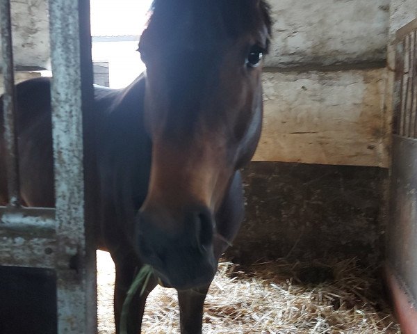 Pferd Ctibor THC (Deutsches Sportpferd, 2016, von Cornetto du Domaine)