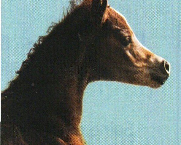 broodmare Cereniza ox (Arabian purebred, 1993, from Kubinec 1987 ox)