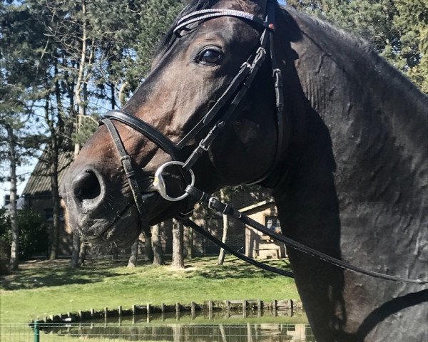 stallion Coraggio vh Bloemenhof (Belgian Warmblood, 2008, from Quaterback)