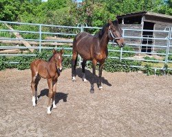 broodmare Miss Monet (German Riding Pony, 2007, from Monet)