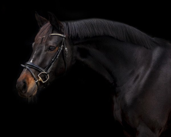 broodmare Daylight 345 (Oldenburg, 2013, from De Niro)