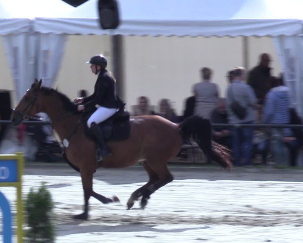 Reitturnier Hamm-Rhynern 2025