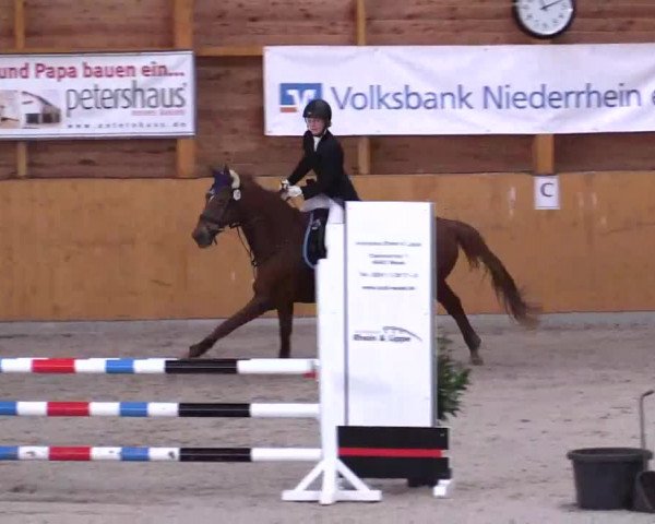 Hallenspringturnier Xanten - Reitanlage Miß 2014