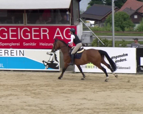 Reitturnier Wädenswil 2025