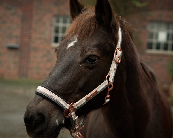dressage horse Nicki 215 (unknown, 1995)