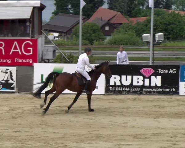 Reitturnier Wädenswil 2025