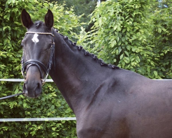 broodmare Keyla (Holsteiner, 2017, from Central Park 6)