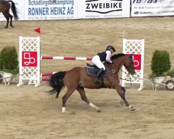 Reitturnier Wädenswil 2025