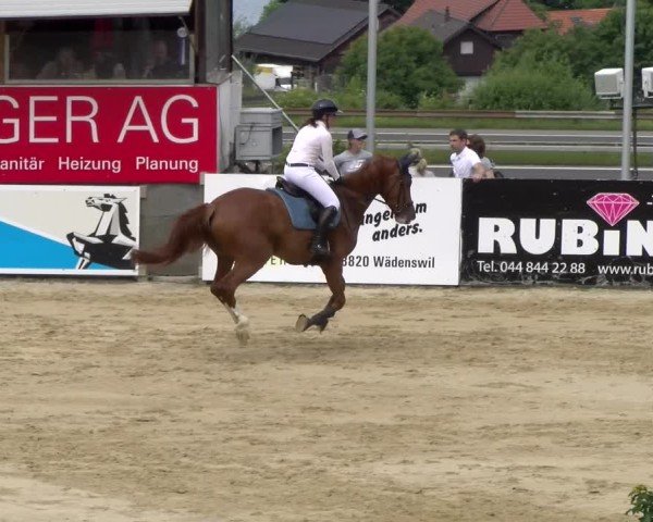 Reitturnier Wädenswil 2025