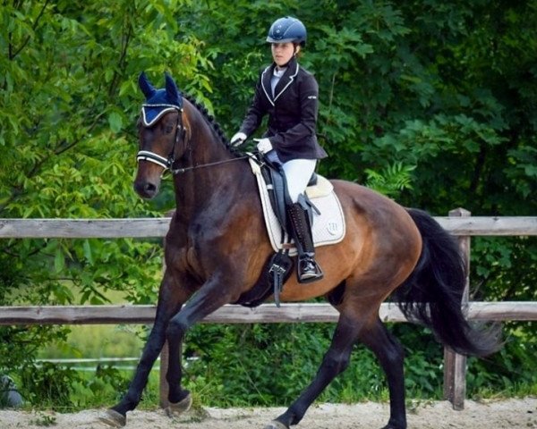 Dressurpferd Simply Simon 3 (Oldenburger, 2010, von Sir Donnerhall I)