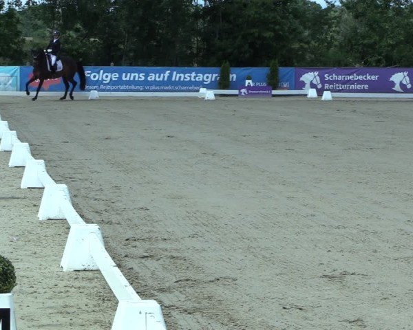 Reitturnier Scharnebeck 2025