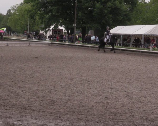 Reitturnier Hamm-Rhynern 2025