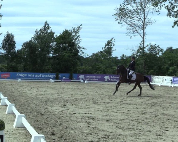 Reitturnier Scharnebeck 2025