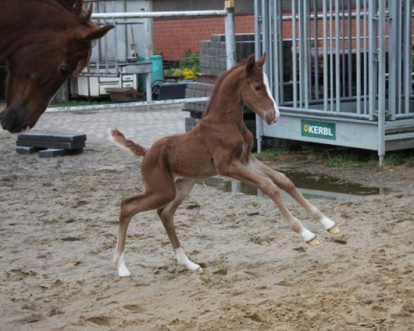stallion Djumper (Hanoverian, 2021, from Douglas)