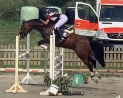 Springpferd Matcho 109 (Deutsches Reitpony, 2013, von Machno Carwyn)