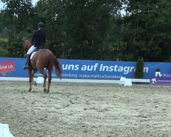 Reitturnier Scharnebeck 2025