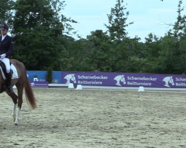 Reitturnier Scharnebeck 2025