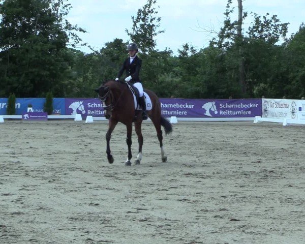 Reitturnier Scharnebeck 2025