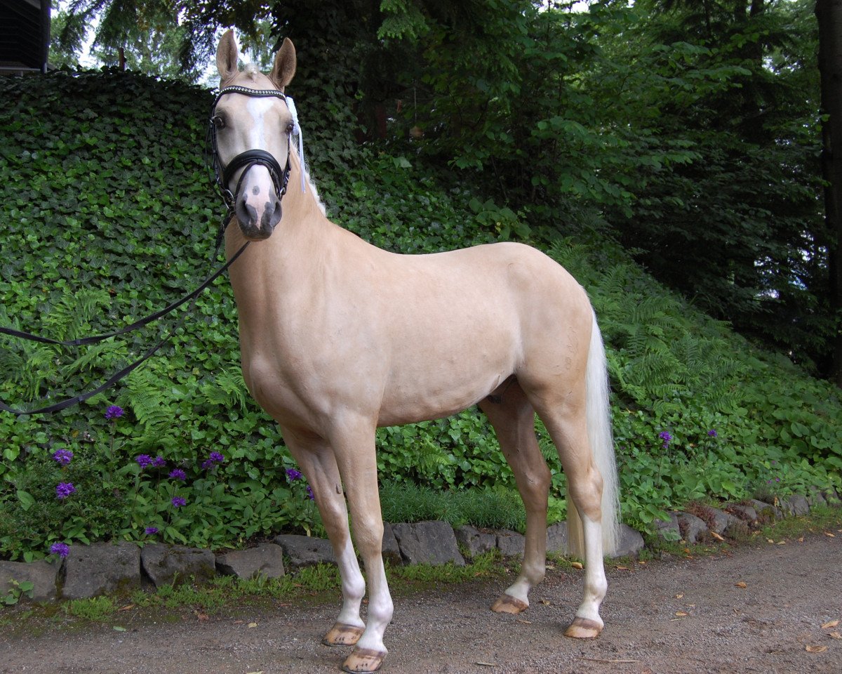 dressage horse Dubai's Dream (German Riding Pony, 2014, from Dreidimensional AT NRW)