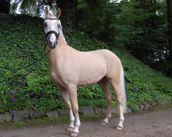 dressage horse Dubai's Dream (German Riding Pony, 2014, from Dreidimensional AT NRW)