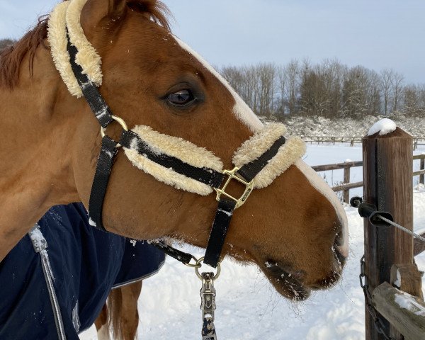 Springpferd Exquisite 6 (Hannoveraner, 2011, von Escudo I) Springpferd Exquisite 6 (Hannoveraner, 2011, von Escudo I)