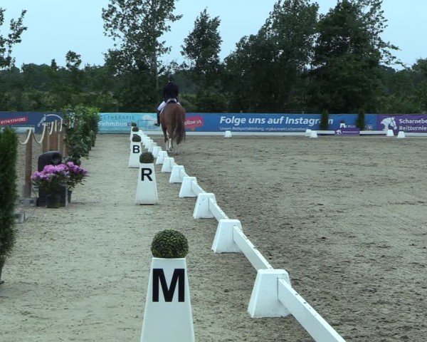 Reitturnier Scharnebeck 2025