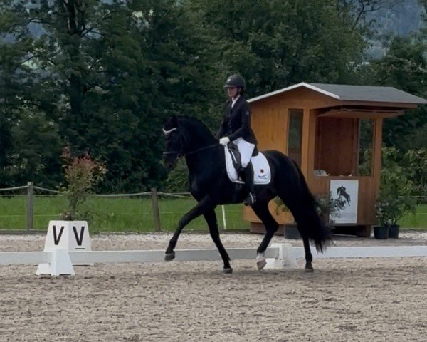 Dressurpferd Treasure Hope (Oldenburger, 2020, von Total Hope OLD)