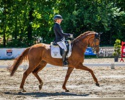 dressage horse Fashion Lady 10 (Oldenburg, 2017, from Fashion Maker)