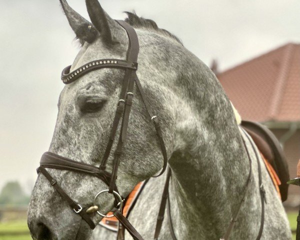 Springpferd Con Montero (Westfale, 2020, von Cornet Obolensky)