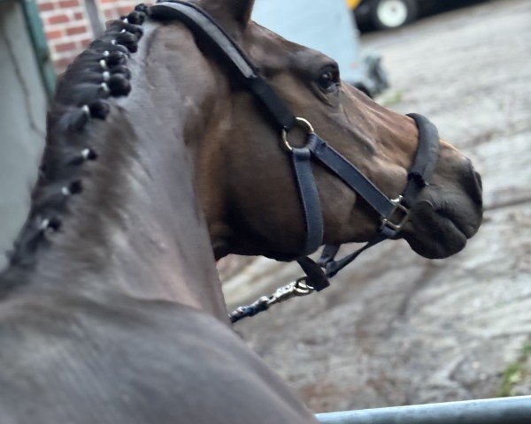 dressage horse Saphira R 3 (Westphalian, 2015)