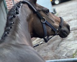 dressage horse Saphira R 3 (Westphalian, 2015)